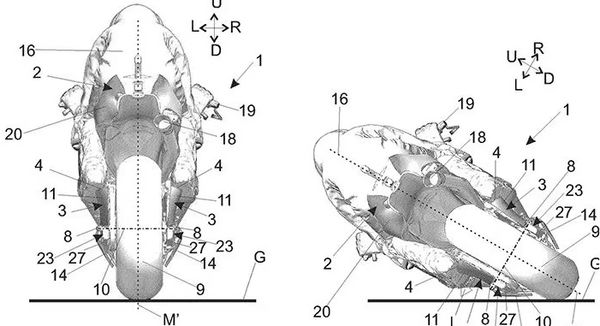 La bici su una dritta e quando si sporge in un angolo